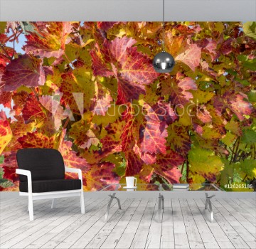 Bild på Rotes Weinlaub an einem Rebstock im Herbst 